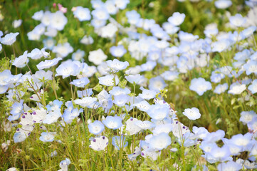 青色の花　ネモフィラ