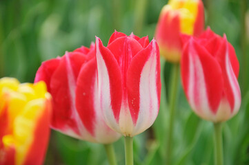 チューリップの花