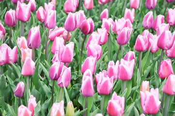 紫色の花　チューリップ