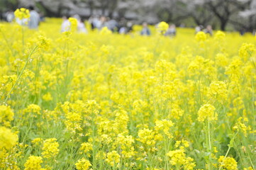 黄色の花　菜の花