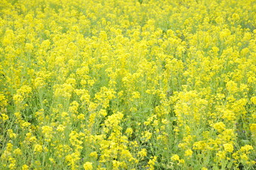 黄色の花　菜の花
