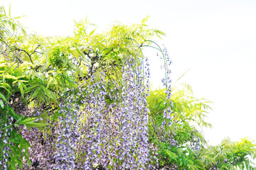 紫色の花