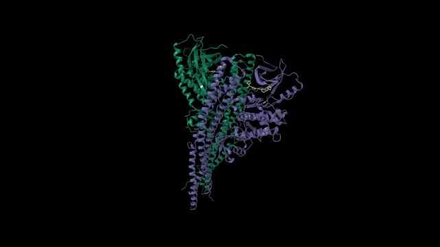 Crystal structure of TANK-binding kinase 1 (TBK1) with inhibitor bound. Animated 3D cartoon and molecular surface models, chain id color scheme, pdb 4iwp, black background