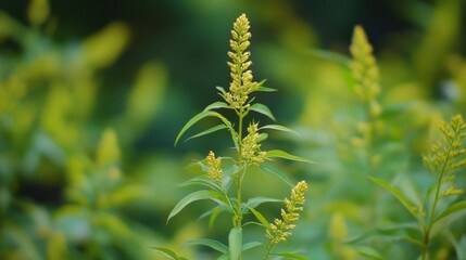 goldenrod elegance: a captivating close-up of solidago, capturin
