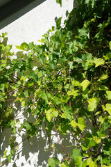 緑のぶどうとツル植物のディテール