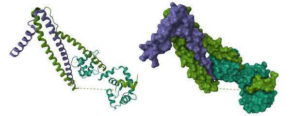 Structure of wild-type Troponin  (C-I-T) complex. 3D cartoon and molecular surface models, chain id color scheme, pdb 8fmm