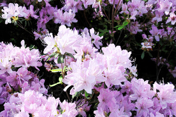 ピンク色の花　ツツジ