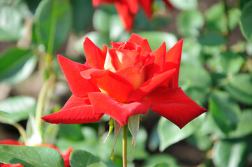 赤い薔薇の花