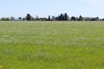 Lush green grass field in Skagit Valley