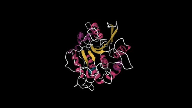 Structure of glycosylated murine glutaminyl cyclase. Animated 3D cartoon model, secondary structure color scheme, pdb 3si1, black background