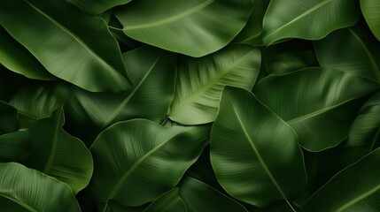 Green leaves texture with detailed vein patterns.