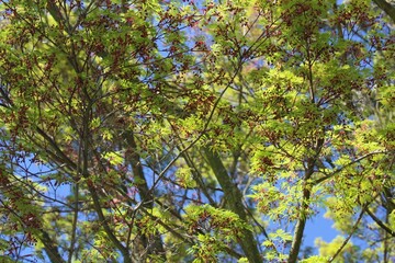 Tree branches with fresh green leaves in early spring
