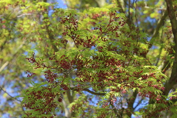 Tree branches with fresh green leaves in early spring