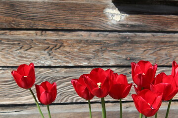 Red tulips on wooden background