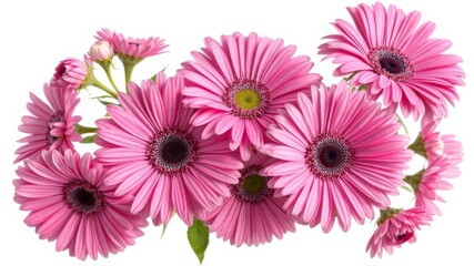A vibrant collection of pink gerbera daisies arranged artfully against a stark white background creates a stunning floral display perfect for design
