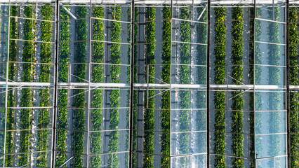Greenhouse aerial drone view background from above, large industrial greenhouses for growing vegetables, modern plantation glasshouse area, agriculture in the Netherlands