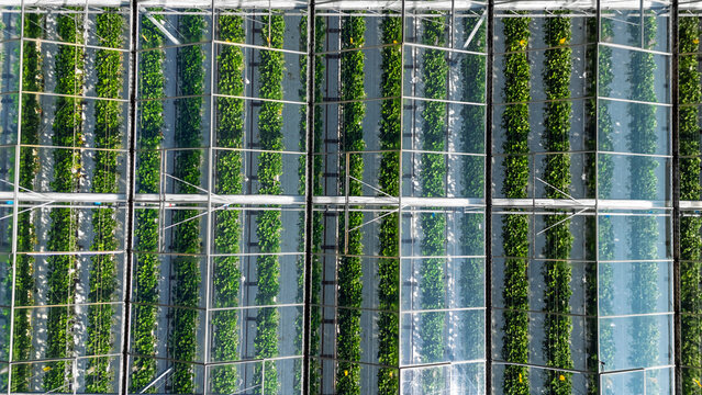 Greenhouse aerial drone view background from above, large industrial greenhouses for growing vegetables, modern plantation glasshouse area, agriculture in the Netherlands - Powered by Adobe
