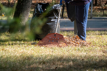Person raking fallen leaves into a pile on a grassy area. The scene captures autumn cleanup efforts, with a focus on outdoor maintenance and seasonal gardening tasks.
