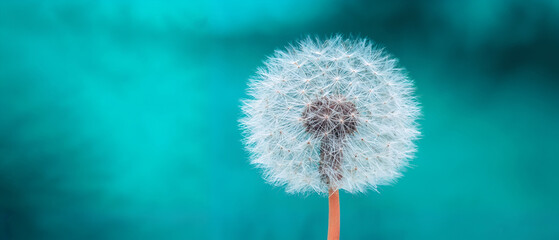 Delicate Dandelion Seed Head Against Vibrant Turquoise Background &ndash; Soft White Fluff, Symbolic Nature, and Gentle Elegance for Botanical, Minimalist, and Inspirational Themes