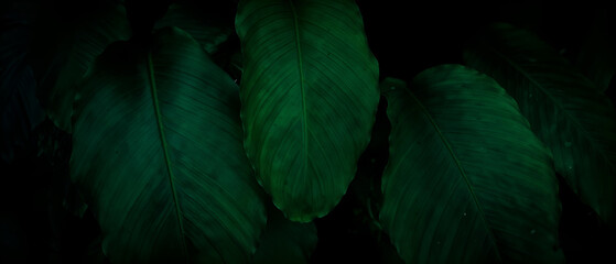 Lush Dark Green Tropical Leaves Close-Up &ndash; Elegant Natural Texture, Rich Foliage Details, and Moody Botanical Aesthetic for Organic, Decorative, and Nature-Inspired Concepts