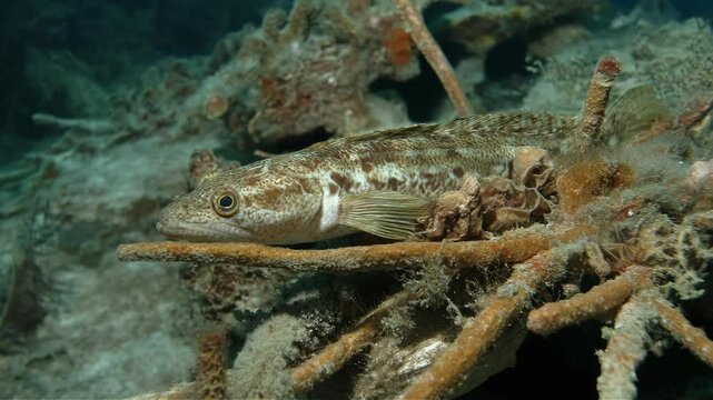 Spotted lizardfish resting motionless on coral in its marine habitat near the ocean floor underwater