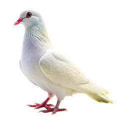 Naklejka premium white dove flying on the transparent background PNG