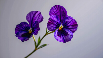 Graceful stem of pansy in a minimalist style, with violet and soft gold palette, flowing lines
