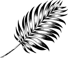 Obraz premium Vibrant summer palm leaf photography nature scene tropical environment close-up perspective