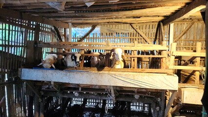 Portrait photo of many goats eating in a pen at a traditional farm. The goats eat a mixture of...
