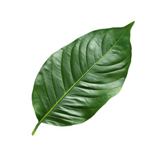Obraz premium Elegant lush green leaf png tropical leaf png botanic greenery png nature foliage png natural leaf png transparent background image