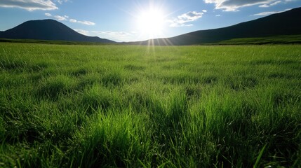 Fototapeta premium Lush Green Meadow Sunset