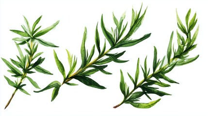 Fototapeta premium Watercolor representation of fresh organic herbs showcasing natural beauty and vibrant colors for culinary inspiration