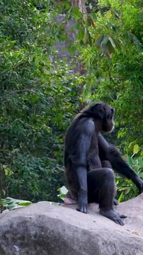 Chimpanzee sitting on the ground, in the mountains, next to the rocks and in a natural environment. Hot habitat. Chimpanzee looking towards the camera. Nature, animals.