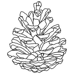 Illustrated decorative outlined pine cone seed line art illustration graphic element. Outline pine cone for drawing page.