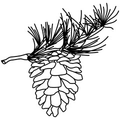 Illustrated decorative outlined pine cone seed line art illustration graphic element. Outline pine cone for drawing page.