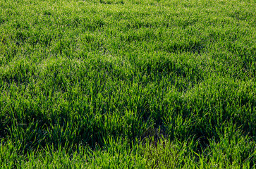 607-113 Backlit Winter Wheat