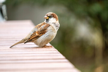 Sparrow Resting on Wooden Surface in Natural Setting