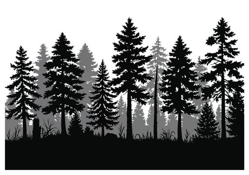 Forest tree line silhouette. This image showcases a serene forest tree line silhouette with various evergreen trees like pine, fir, and spruce. Vector clipart illustration design.
