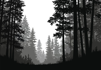 Forest scene silhouette. This image depicts a serene forest with tall trees in a grayscale silhouette, showcasing a tranquil and natural woodland landscape. Vector clipart illustration design.