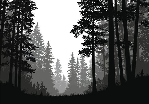 Forest scene silhouette. This image depicts a serene forest with tall trees in a grayscale silhouette, showcasing a tranquil and natural woodland landscape. Vector clipart illustration design.