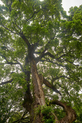 Fototapeta premium large mature tree with thick textured spreaded branching structure, dense green canopy with sunlight filtering through the leaves in natural shade, shelter, peaceful atmosphere concept