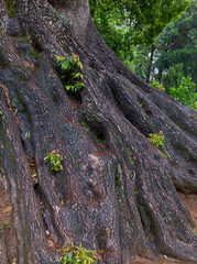 exposed thick textured spreading root system of very large tree base, dark brown color mature and old tree base in the garden, soft focus