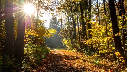 Sunlit Forest Path with Autumn Leaves,sunlight, nature, autumn, forest, tree, colors, colourful, falling, horizontal, inviting, no people, path, peaceful, photography, seasonal, serene, 