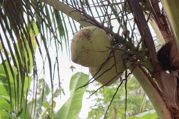 Green coconut hanging on a tropical palm tree, captured in daylight with natural background. Perfect for agriculture, fruit, or tropical nature themes.