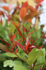 Fresh red shoots of Syzygium oleana, commonly known as pucuk merah, captured in natural daylight. Vibrant foliage in shades of red and green, perfect for botanical or nature themed visuals.