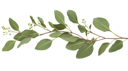 Eucalyptus green branch with leaves isolated on white.