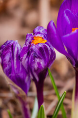 Vivid purple crocus flowers bloom, heralding spring with their stunning colors
