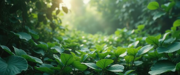 Lush foliage with vibrant green leaves covering a meadow in soft sunlight, creating a serene and inviting natural landscape