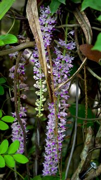 Kapou phul commonly known as the Foxtail Orchid of Assam in 4K vertical video format 3