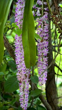 Kapou phul commonly known as the Foxtail Orchid of Assam in 4K vertical video format 2